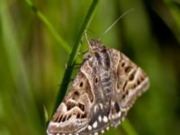 Euclidia mi Klagshamns udde, Malmö, Skåne, Sweden 20120525B 033