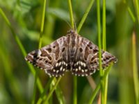 Euclidia mi Listarums grushed, Tomelilla, Skåne, Sweden 20140525_0103