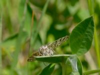 Euclidia mi Stintorp, Söderköping, Östergötland, Sweden 20190608_0075