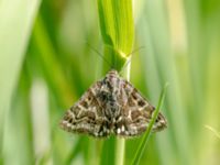 Euclidia mi Stintorp, Söderköping, Östergötland, Sweden 20190608_0076