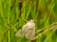 Mythimna pudorina Lyngsjön, Kristianstad, Skåne, Sweden 20170719_0070