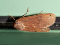 Noctua pronuba Ingång Potatisåkern 93 C, Malmö, Skåne, Sweden 20240910_0017