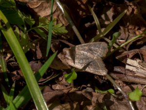 Orthosia cerasi - Common Quaker - Busksälgfly