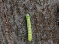 Orthosia cerasi larva Potatisåkern, Malmö, Skåne, Sweden 20210625_IMG_6131