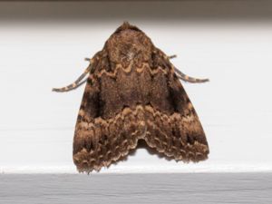 Amphipyra pyramidea - Copper Underwing - Stort buskfly