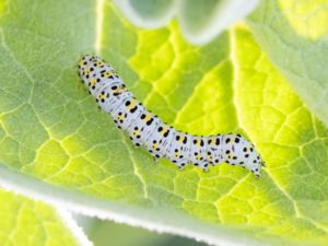 Cucullia verbasci - Mullein Moth - Kungsljuskapuschongfly