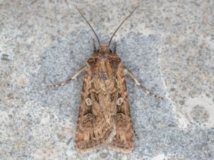 Euxoa tritici - White-line Dart - Vetejordfly