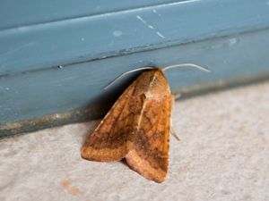 Helicoverpa armigera - Cotton Bollworm - Brunaktigt knöltfly