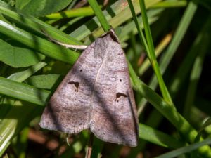 Lygephila pastinum - Blackneck - Helfläckat vickerfly