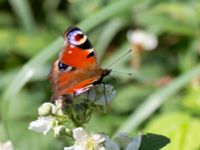 Aglais io Järavallen, Kävlinge, Skåne, Sweden 20160711_0191