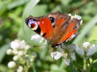 Aglais io Järavallen, Kävlinge, Skåne, Sweden 20160711_0194