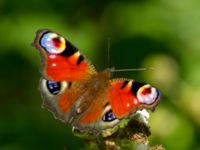 Aglais io Järavallen, Kävlinge, Skåne, Sweden 20160713_0139