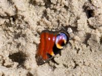 Aglais io Skoghem, Vombs fure, Lund, Skåne, Sweden 20160723_0236