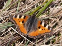 Aglais urticae Almåsa, Malmö, Skåne, Sweden 20220417_0085