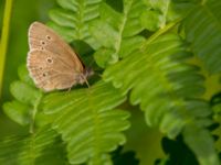 Aphantopus hyperantus Fjärilsvägen, Grinduga, Gävle, Gästrikland, Sweden 20150705_1309