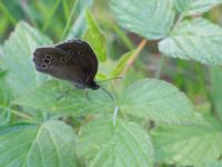 Aphantopus hyperantus Vackerslätt, Nybro, Småland, Sweden 20150704_0467