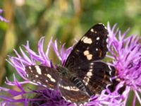 Araschnia levana Everöds gamla banvall, Kristianstad, Skåne, Sweden 20130713-330