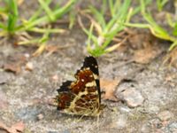 Araschnia levana Lyngsjön, Kristianstad, Skåne, Sweden 20170719_0088