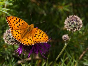 Argynnis adippe - High Brown Fritillary - Skogspärlemorfjäril