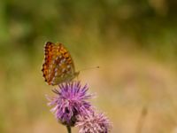 Argynnis adippe Vombs västra vattenverksdammar, Lund, Skåne, Sweden 20100721 281