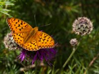 Argynnis adippe Vombs västra vattenverksdammar, Lund, Skåne, Sweden 20110627B 110