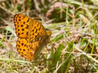 Argynnis adippe Vombs västra vattenverksdammar, Lund, Skåne, Sweden 20120713 233