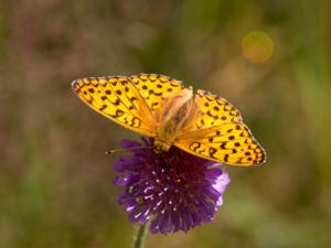 Argynnis aglaja - Dark Green Fritillary - Ängspärlemorfjäril