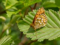 Argynnis aglaja Bråfors, Norberg, Västmanland, Sweden 20150705_1092