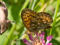 Argynnis aglaja Dammar Möllarp, Hässleholm, Skåne, Sweden 20140720_0120