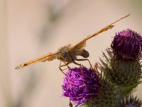 Argynnis aglaja Horna, Åhus, Kristianstad, Skåne, Sweden 20130723-208