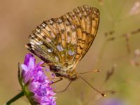 Argynnis aglaja Horna, Åhus, Kristianstad, Skåne, Sweden 20130723B-200