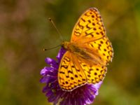 Argynnis aglaja Vombs västra vattenverksdammar, Lund, Skåne, Sweden 20120713B 050