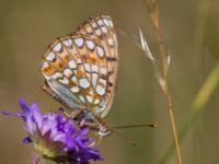 Argynnis niobe Horna, Åhus, Kristianstad, Skåne, Sweden 20120724B 145