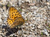 Argynnis niobe Nemrut Dagi, Turkey 20120704 433