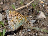 Argynnis niobe Nemrut Dagi, Turkey 20120704B 442