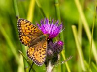 Argynnis niobe Risen, Genarp, Lund, Skåne, Sweden 20110628B 120