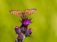 Argynnis niobe Risen, Genarp, Lund, Skåne, Sweden 20110628B 128