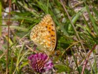 Argynnis niobe Risen, Genarp, Lund, Skåne, Sweden 20110628C 073