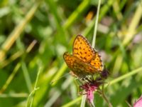 Argynnis niobe Risen, Genarp, Lund, Skåne, Sweden 20110628C 082