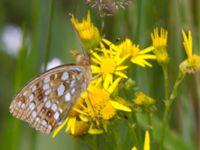 Argynnis niobe Vombs västra vattenverksdammar, Lund, Skåne, Sweden 20120713 214