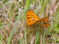 Argynnis niobe Vombs västra vattenverksdammar, Lund, Skåne, Sweden 20120713 261