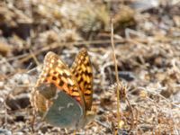 Argynnis pandora Demergy, Crimea, Russia 20150918_0034