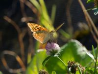 Argynnis pandora Krasnaja Poljana, Krasnodar, Russia 20160908_0768