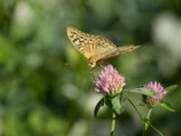 Argynnis pandora Krasnaja Poljana, Krasnodar, Russia 20160908_0821