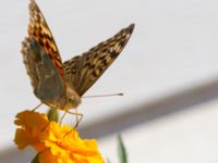 Argynnis pandora Olinovki, Crimea, Russia 20150911_0362