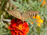 Argynnis pandora Olinovki, Crimea, Russia 20150911_0364