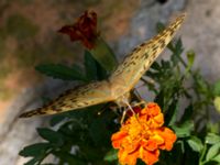 Argynnis pandora Olinovki, Crimea, Russia 20150911_0365