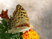 Argynnis pandora Olinovki, Crimea, Russia 20150911_0366