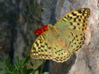 Argynnis pandora Olinovki, Crimea, Russia 20150911_0371