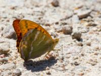 Argynnis paphia Balsberget, Kristianstad, Skåne, Sweden 20140709_0020